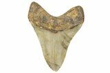 Serrated, Fossil Megalodon Tooth - North Carolina #236865-1